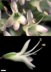 Veronica bishopiana. Flowers. Scale = 1 mm.
 Image: W.M. Malcolm © Te Papa CC-BY-NC 3.0 NZ